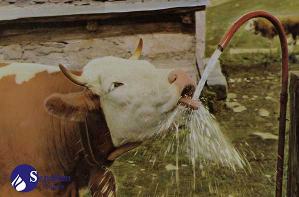 Livestock Desalination Water