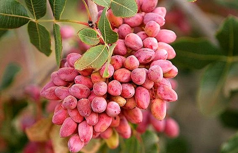 آیا خرید آب شیرین کن برای باغ پسته توجیه اقتصادی دارد؟ (بررسی بازگشت سرمایه)